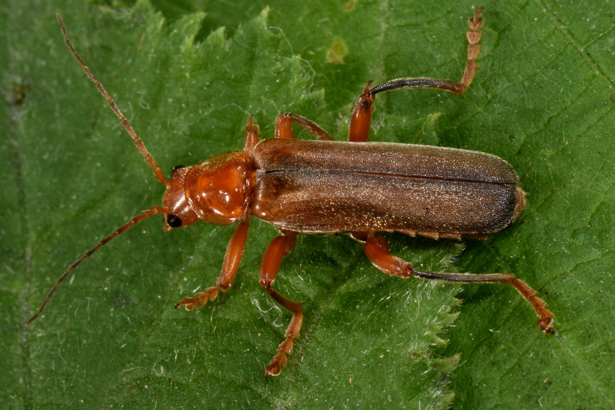 Cantharidae: Cantharis sp.?...Cantharis gr. pallida